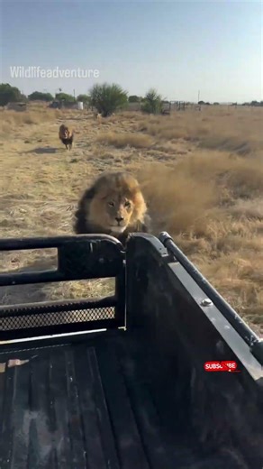 Angry Lion chasing safari vehicle #lion #elephant