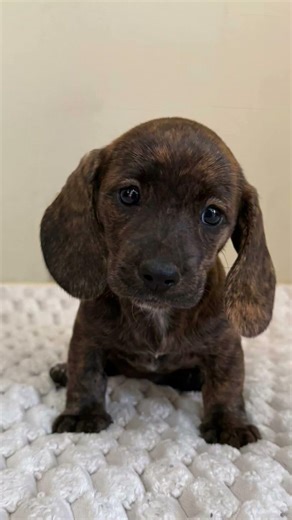 Not ugly, my love, I'm very cute, right? 😍🥰🥰 #always #pets #characteroftheweek