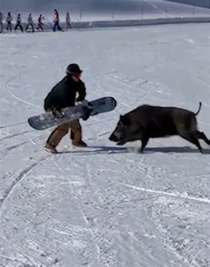 28 Stories of Wild Boars Suddenly Attacking People Recorded by Security Cameras 🐗vs🤵 | Mikecrack - Fans - Legend of Knight