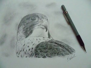 Comment dessiner un faucon