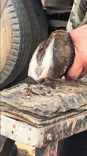 Old skills are used to trim donkey hooves long knives to scoop up large pieces and small k