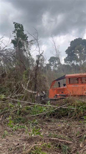 FD130 Derrubando Mata Seca #tratordeesteira #dozer #tratorista