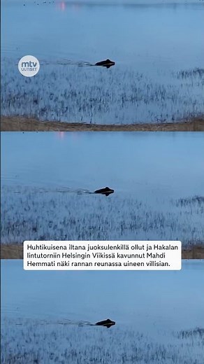 Villisika kuvattiin uimassa keskellä Helsinkiä