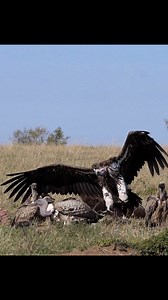 The ugliest member of the Big 5 of the skies the African white-backed vulture. Not the prettiest face, but one of nature’s most important cleaners. #vultures #birds #birding #scavengers #fblifestyle #porcupinetours | Jacqueline Emmanuel