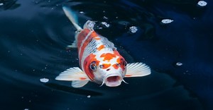The Top 6 Most Expensive Types of Koi Fish in 2024