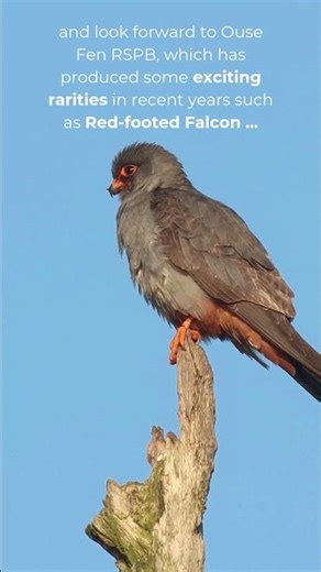 Birding the Fens in spring