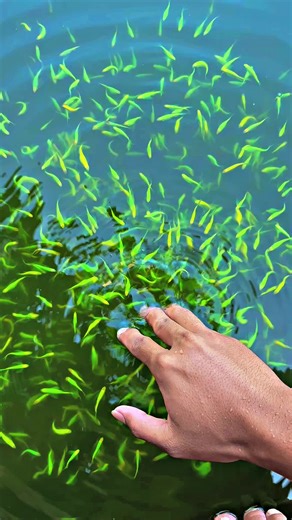 Danio Slayer: The Ultimate Guide to Caring for Danios