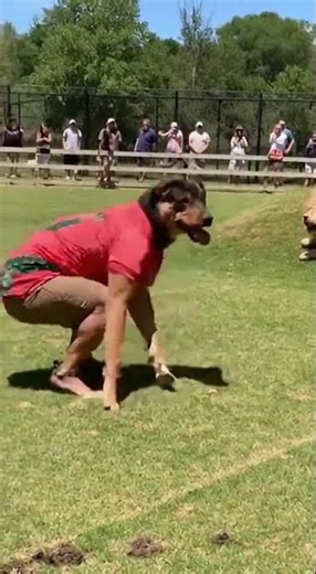 The Funniest Lion Fail Ever! 😂 #FunnyAnimals #ZooFail #LionCostume #DogReveal #AnimalComedy