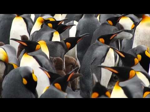 King Penguin Habits in South Georiga
