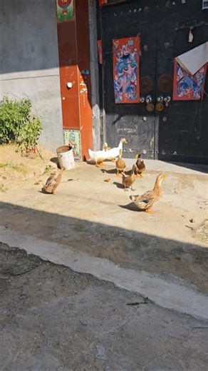 These Ducks Really Pick Up Their Friend to Hang Out 🦆😂