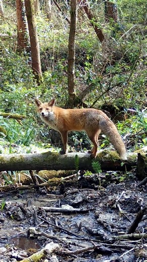 Five years of trail camera trapping 🎥🌳 Looking through the footage, I can hardly believe that we really captured all these amazing shots! Two weeks ago, I posted a one-hour video on YouTube featuring some of the best captures. For many of you, that video is probably too long 🤭 so I also made an 8-minute video with an even better selection of footage. If you like my work, I'd love you to watch the video on my YouTube channel! I promise you it's worth watching! ☺️ #nature #wildlife #animals #fo