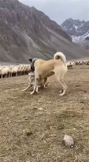 Massive Kangal vs Wolf: The Ultimate Guardian Confrontation! 🐺🐕
