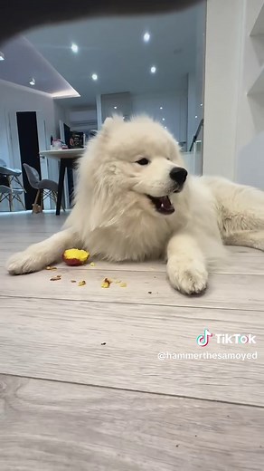Cute Samoyed Puppy Enjoys Delicious Potato Snack