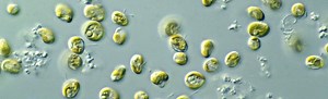 Scientists Make Genetically Engineered Algae That Can Thrive Outdoors (VIDEO)