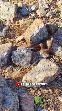 Momento que a coral verdadeira morde uma jararaca! #snake #videos