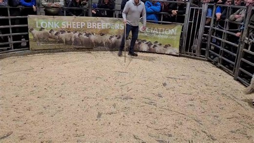 8.2K views · 85 reactions | Show & Sale of Registered Lonk Sheep  Saturday 4th October  Reserve Champion Male , K & S Kempson & Sons, Making 10000gns  | Clitheroe Auction Mart | Facebook