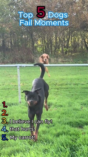 Top 5 Dog Fail Moments That Will Make You Cry Laughing 😂🐶 #Shorts