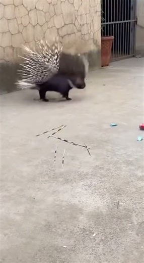 That explosion blew thorns all over my face watch the crazy aftermath #explosion #fail #reaction