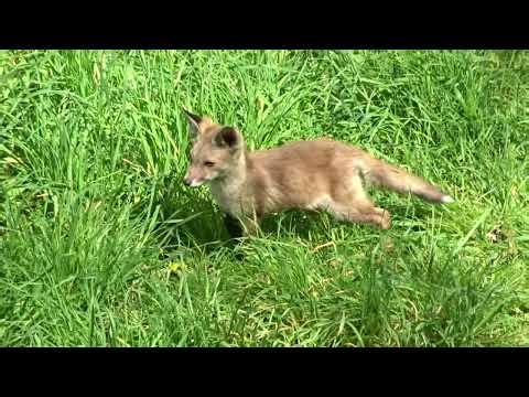 Cute Young Foxes Playing in a Sunny Garden | Adorable Wildlife Moment