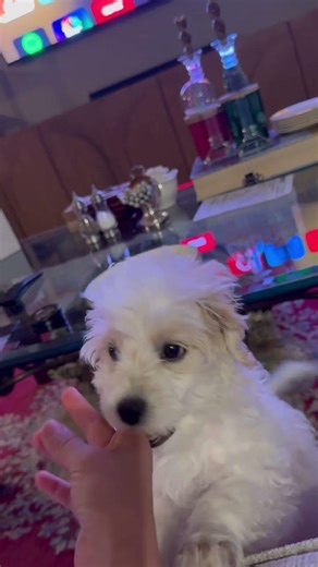 Leo’s been trained so well 😂 #puppy #cockapoo
