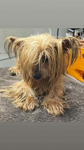 3.7K views · 121 reactions | Here is the second Yorkie from the six yesterday … Ericka did her thang can’t thank her enough for making these babies feel so much better ..will be available once we vet and check for pregnancy etc | Crossed Paws Pet Rescue | Facebook