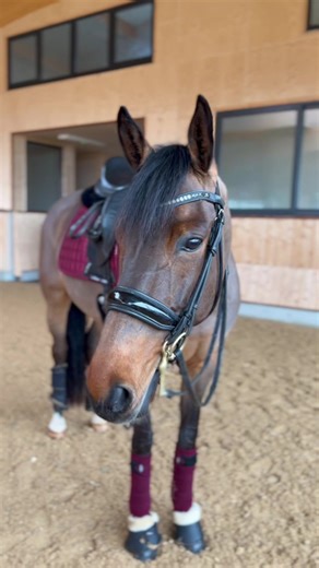 Future Promise: Khaleesi the Horse