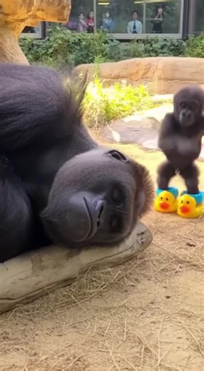 Mischievous gorilla baby, grumpy big gorilla! #unbelievably #gorilla #funny #fyp #ai
