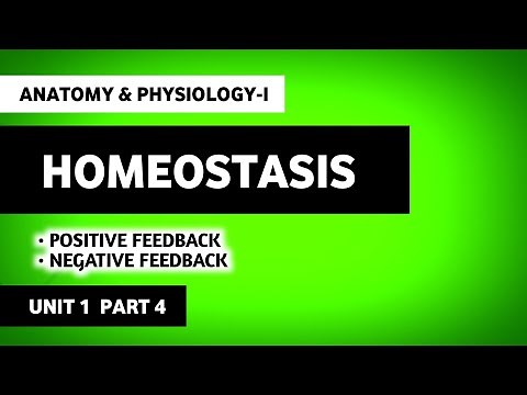 Homeostasis | Feedback | Positive Feedback | Negative Feedback | Human Anatomy And Physiology