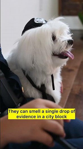 🐕‍🦺 These Police Dogs Are Smarter Than Criminals! 😳