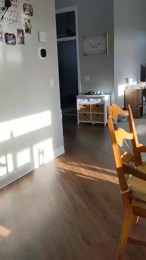 Kuma has a scary dream #shibascream #shibainu #shibasoftiktok #louddogsoftiktok #louddog #dogsoftiktok #baddream