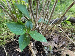 Why isn’t my hydrangea blooming? Solving the mystery of the big leaf shrubs