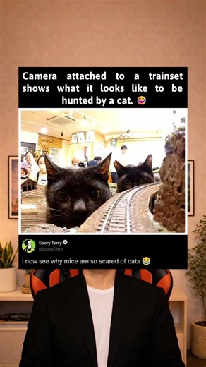 This is what mice see when they’re getting watched by a cat