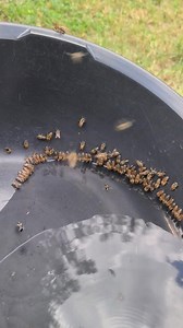 The bees came visiting. In the current prevailing drought and hot weather, bees require water to survive the season. | Livestock Kenya