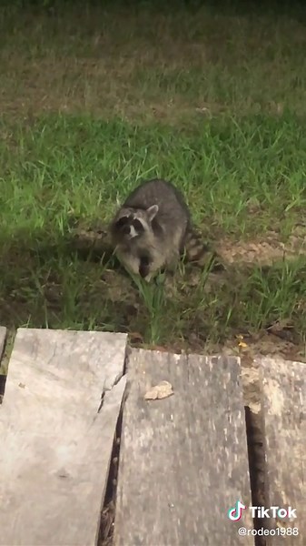 Our new friend last night … really love the gold fish crackers ! #fyp #racoons #countrylife #ilovethecountrylife