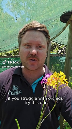 Crucifix Orchids: Easy Care Tips for Stunning Blooms