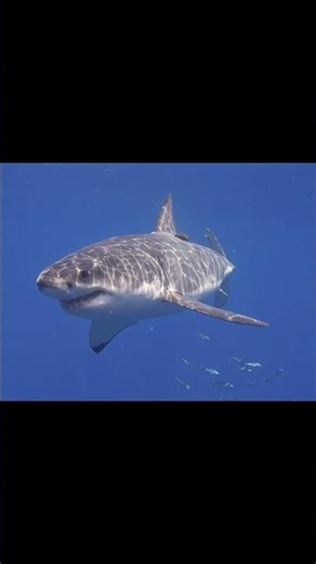 White Shark — The Ocean’s Hunter