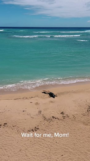 First few days of life of the new baby Hawaiian Monk Seal 🦭🤍 #hawaii#hawaiianmonkseal #monkseal #endageredspecies #fyp #hawaiitiktok #animalsoftiktok