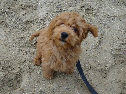 Banjo - Cockapoo Puppy - 3 Week Residential Dog Training at Adolescent Dogs