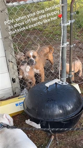they're learning how to live!! 🥹 And they're very adorable doing it! 🤣🐶 #Puppies #Puppy #Cute #Dogs | The Pet Collective