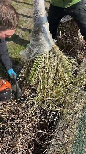 Pampasgras richtig schneiden im Frühjahr | Rückschnitt & Tip ✂️🌾#pampasgrass #grass #schnitt #cute