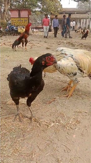 coin head female ♥️Parrot beak tamper tale❤️🔥#shortvideos #viralvideo #foryou #tranding