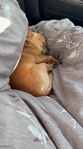 84K views · 6.7K reactions | Milton snoring loud  #dog #doglover #pets #chihuahua #chihuahualove | miltonnkez | Facebook