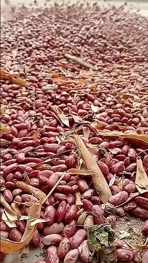 Rajma ki kheti! Rajma Harvesting! Rajma seeds!
