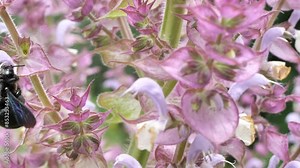 Xylocopa violacea. Purple carpenter bee or purple carpenter bumblebee. This is a species of solitary bees of the Apidae family. A large solitary insect, one of the species of the Palearctic subgenus