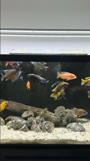 Feeding the African Cichlids!