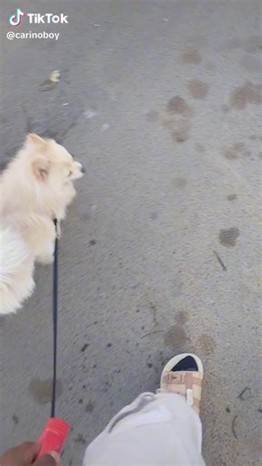 Coco pops🤍🐶 #pomeranian #Doglover