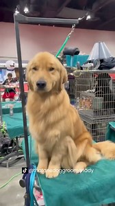 Signs Your Dog Is Happy and Healthy 🐾😊 | Oh Crap