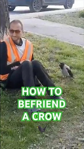 How To Befriend A Crow
