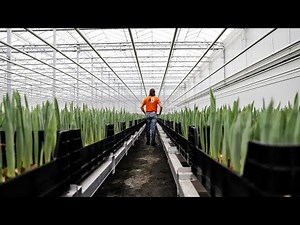 A bitcoin miner and tulip grower team up to reduce costs