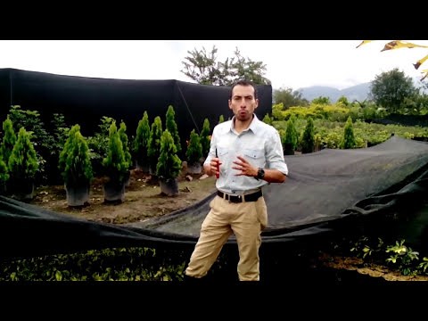 Variegated Duranta, How to produce it in a nursery